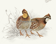 quail farm