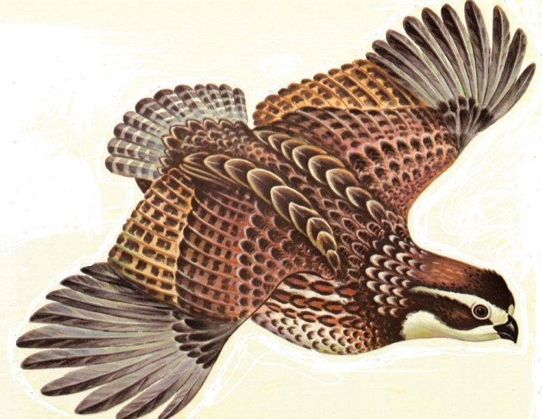 Quail