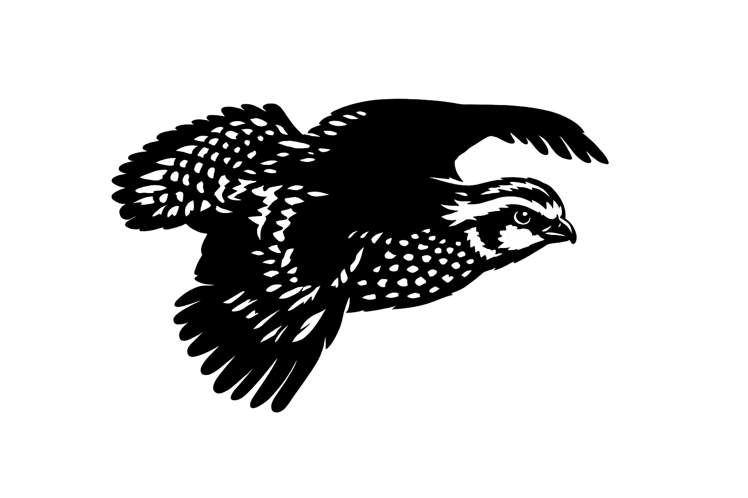 Quail Illustration